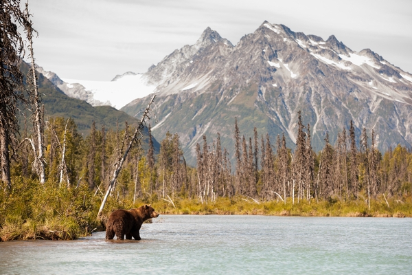 Guided Alaskan Brown Bear Hunts: Hunt trophy bears with us!